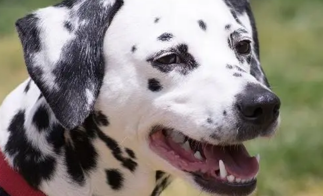 大麦町犬你了解多少呢?这篇文章替你介绍 大麦町犬你了解多少呢?这篇文章替你介绍