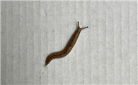 鼻涕虫叫蛞蝓吗