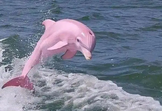 北京海洋馆有海豚吗