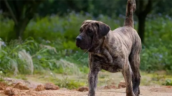 攻击性最强的十种犬类,碰到它们我劝你赶紧远离 攻击性最强的十种犬类,碰到它们我劝你赶紧远离