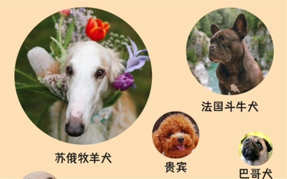 盘点十大最忠诚护主的狗狗，你的宠物是否上榜？