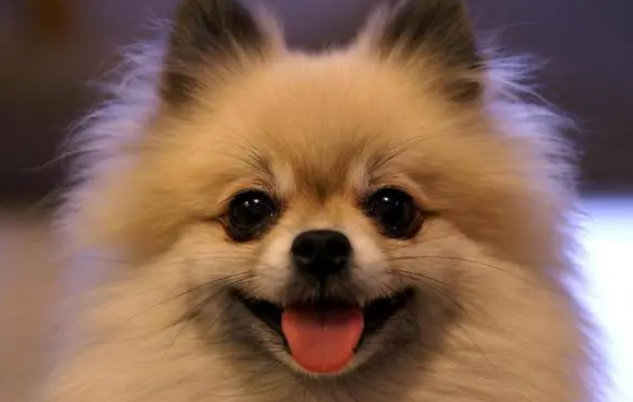 这7种狗有一只你就偷着乐吧！可以陪伴你很久