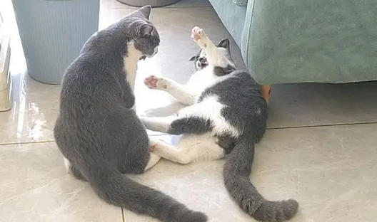 老人养猫会得细小病吗