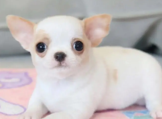 什么狗适合陪老人