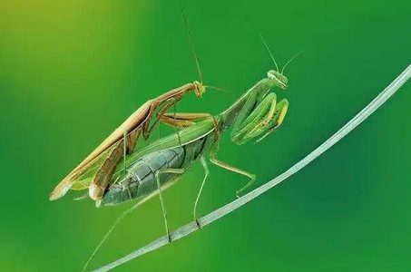 螳螂卵怎么看是活的