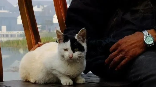 老人养宠物猫都有什么