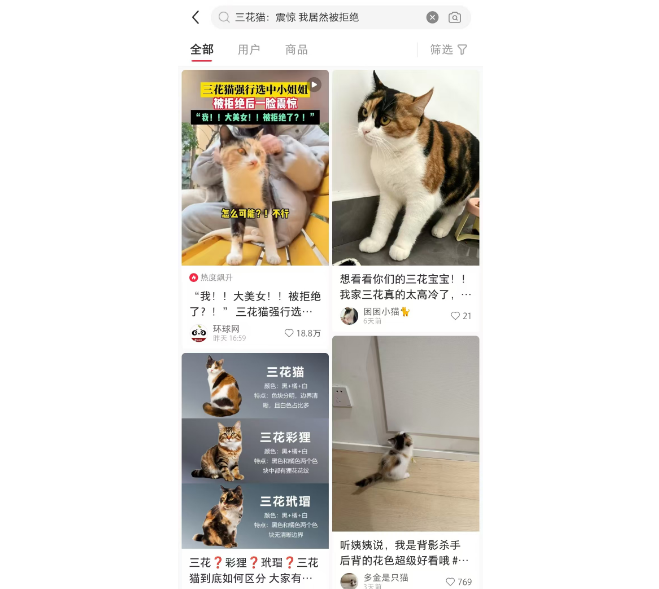 三花猫:震惊 我居然被拒绝