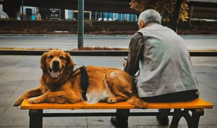 老人养狗好吗