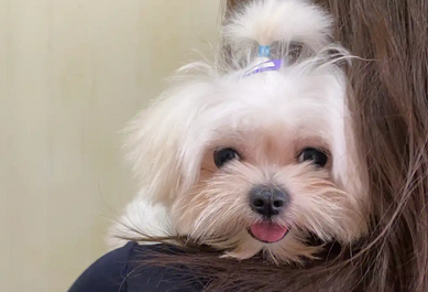 老年人养马尔泰犬缺点