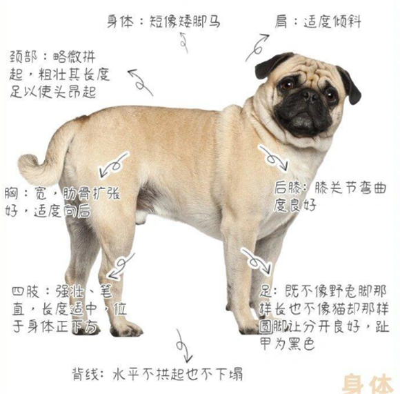 新手养狗必看|100犬种图鉴之巴哥