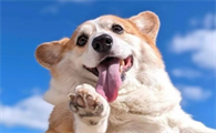 老年人养柯基犬的危害