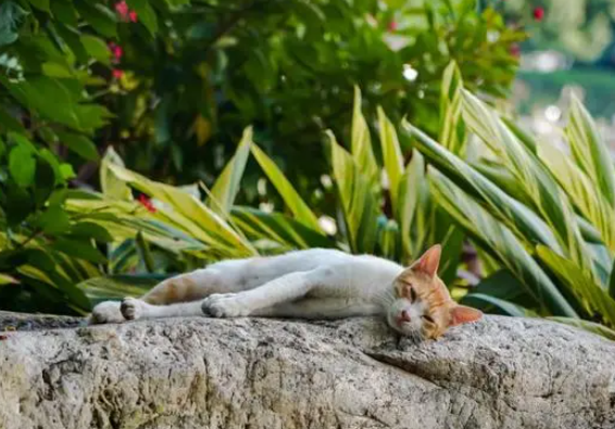 “放任流浪猫随意活动”，饲养流浪猫的人需担责赔偿