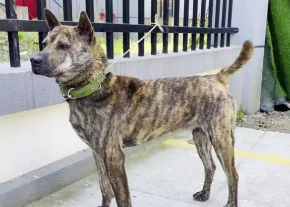 老年人养虎皮犬好吗 老年人养虎皮犬好吗