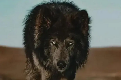 老年人养蓝湾牧羊犬好吗 老年人养蓝湾牧羊犬好吗