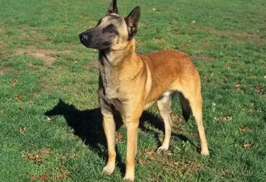 老人养比利时玛利诺犬好吗