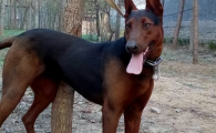 老年人养莱州红犬好吗