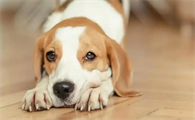 老年人养比格猎犬可以吗