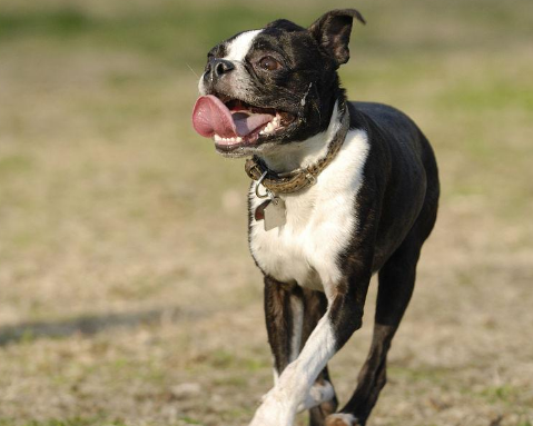 波士顿梗犬种标准，各位可以了解下