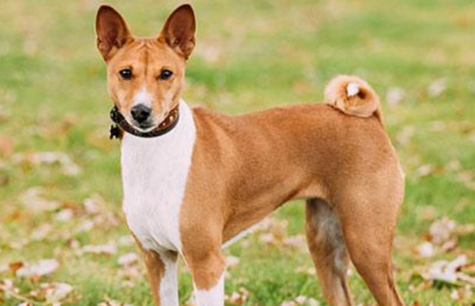 老年人养巴仙吉犬好不好 老年人养巴仙吉犬好不好