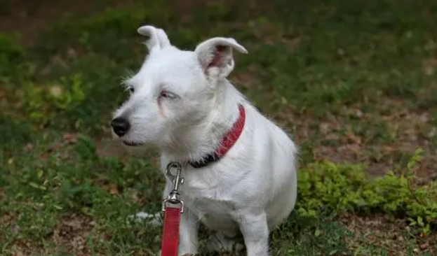 如何训练波士顿梗犬，速来了解