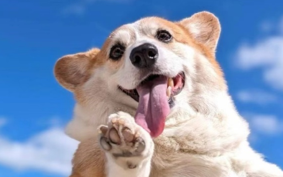 老年人养柯基犬的危害