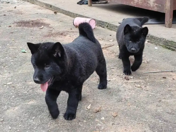 老年人养五黑犬有什么讲究 老年人养五黑犬有什么讲究