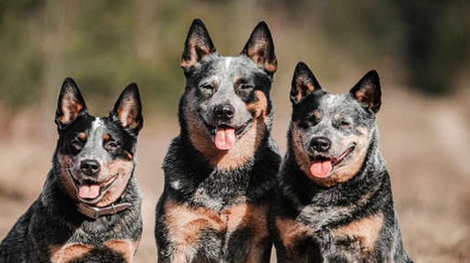 老年人养澳大利亚牧牛犬好吗