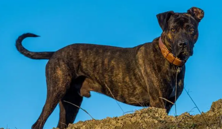 老年人养虎斑犬可以吗 老年人养虎斑犬可以吗