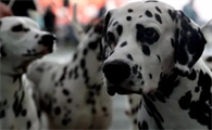 犬种小科普之被上帝洒了一身墨点的大麦町犬！