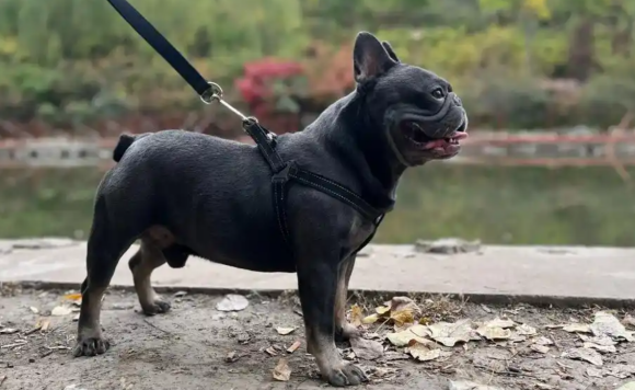 老年人养蓝牛犬可以吗 老年人养蓝牛犬可以吗