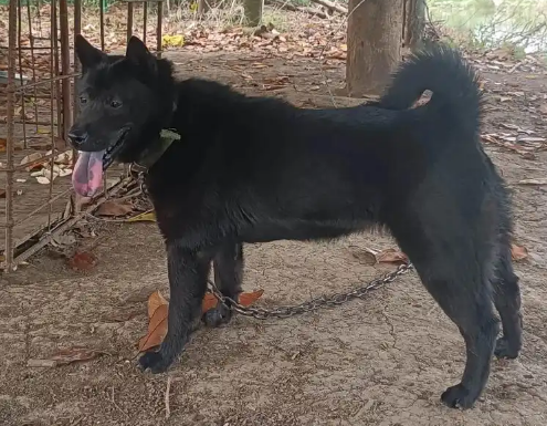 老年人养五黑犬可以吗 老年人养五黑犬可以吗