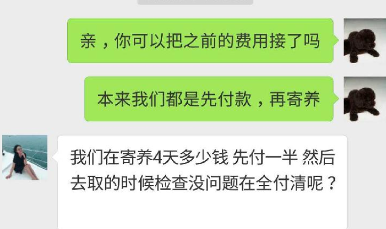 一只拉布拉多在宠物店住了个多月，主人始终没来接它