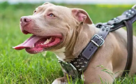 老人养美国斗牛犬可以吗