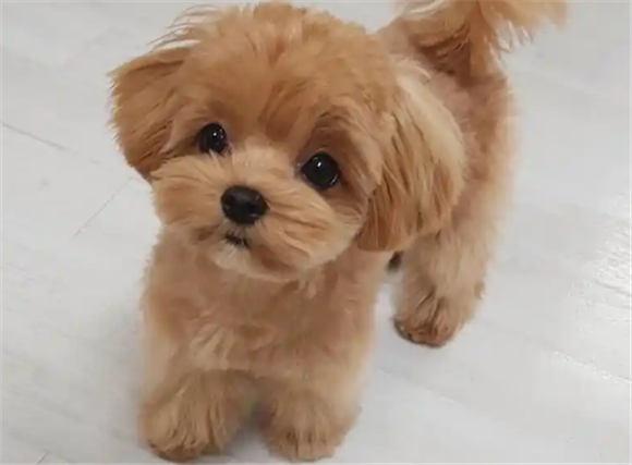 老年人养马尔泰犬可以吗