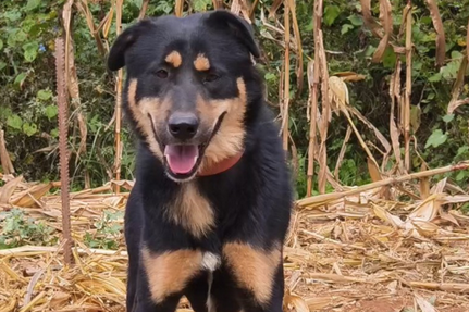 老人养四眼犬好不好 老人养四眼犬好不好