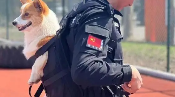 柯基当警犬，全国第一只！