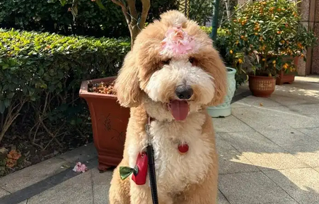 老人养巨贵犬好吗 老人养巨贵犬好吗