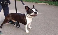 老人养波士顿梗犬好不好