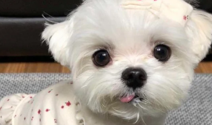 老年人养马尔泰犬好吗