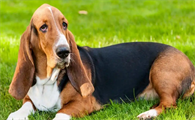 老人养巴吉度犬可以吗