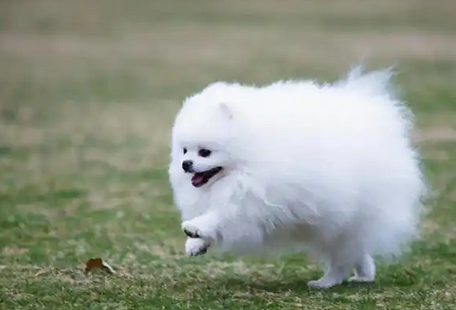 老人养博美犬好不好