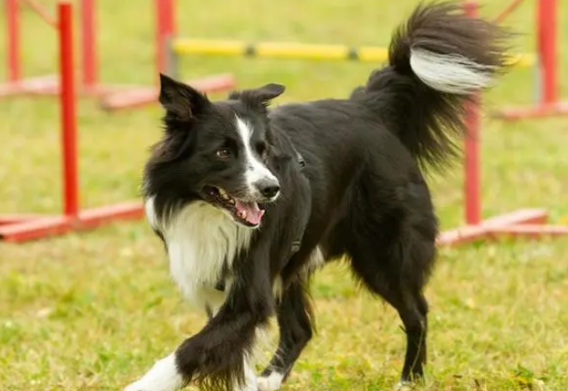 “忠诚护主” 狗狗大揭秘：看看你家爱犬是否榜上有名