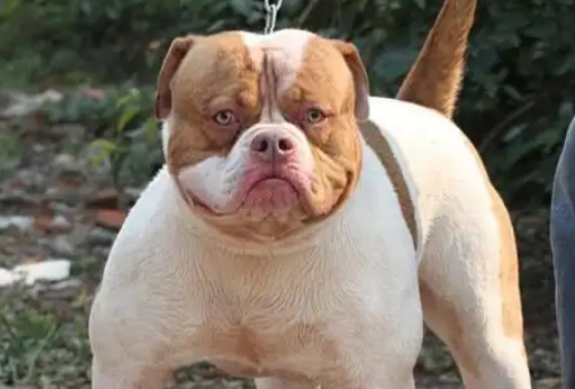老人养美国斗牛犬好吗
