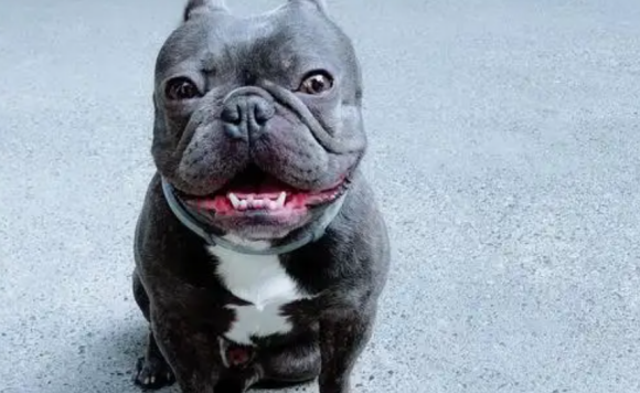 老年人养蓝牛犬好不好
