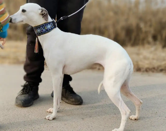 老年人养惠比特犬好不好