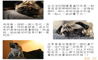 新手养狗必看|100犬种图鉴之巴哥