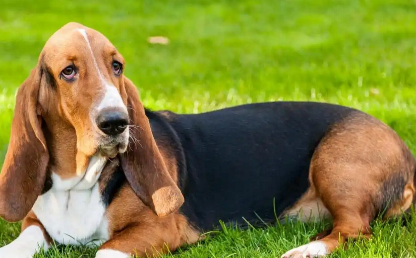 老人养巴吉度犬可以吗