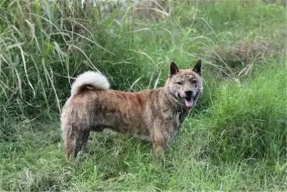 老年人养虎斑犬好不好