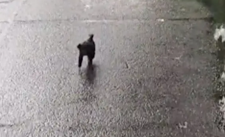 下雨天遇见三只小流浪狗,网友好心带回家洗澡,后来全送养走了! 下雨天遇见三只小流浪狗,网友好心带回家洗澡,后来全送养走了!