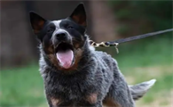 老年人养澳大利亚牧牛犬可以吗